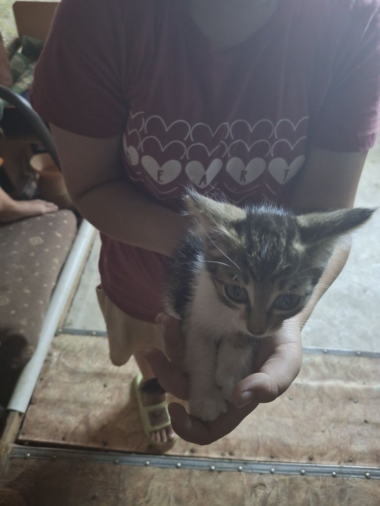 Отдам котят в добрые руки