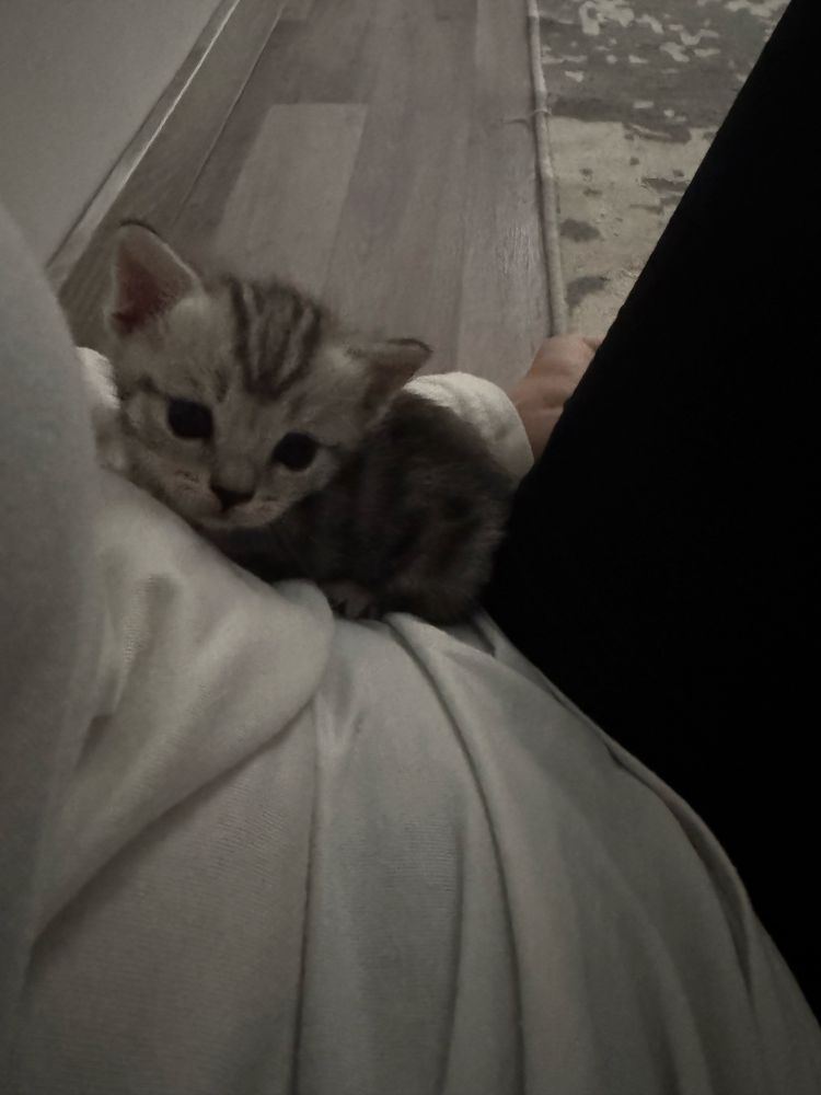 Скотиш страйт. Шотландские прямоухие