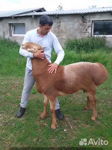 Арашан кошкар сатылады