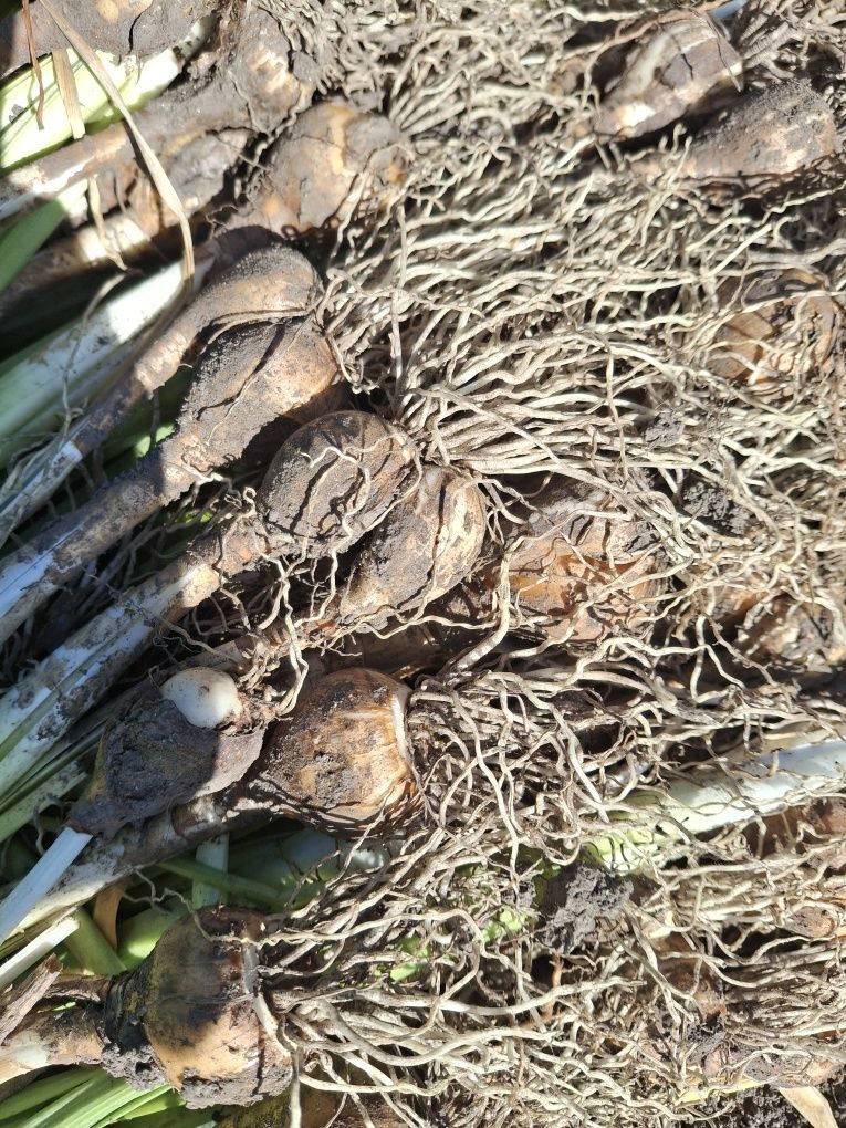 Каменные розы ,луковицы тюльпанов,и нарцысов
