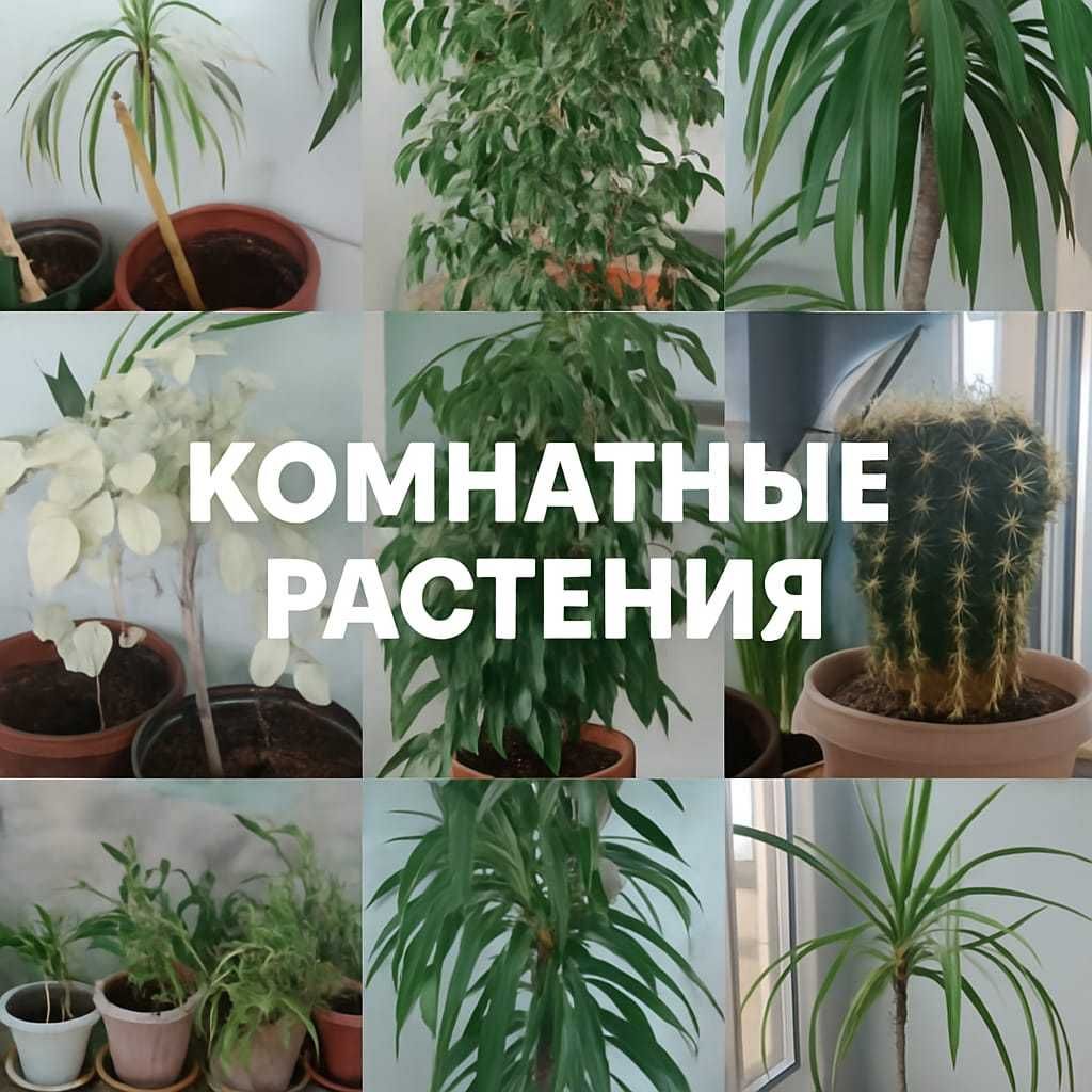 Комнатные растения