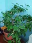 Цветы  на продажу, разные