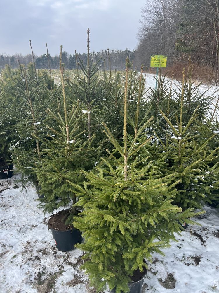 Живая елка с корнем Новогодние живые елки в горшках Алмате купить