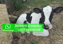 Продам телят с бычками 3 мес на откорм
