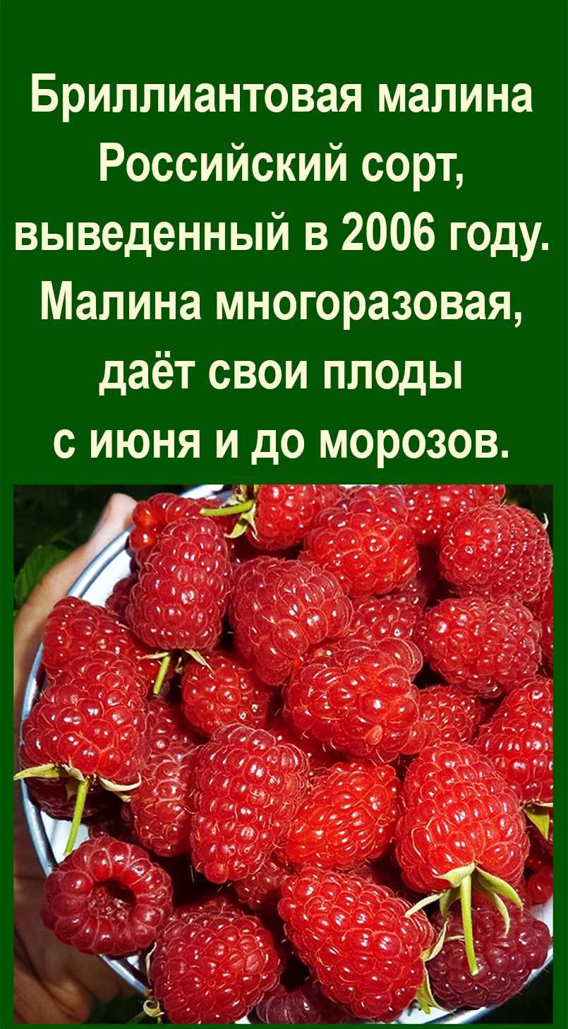 Продаются саженцы - кусты малины, выкопаем прямо при Вас.