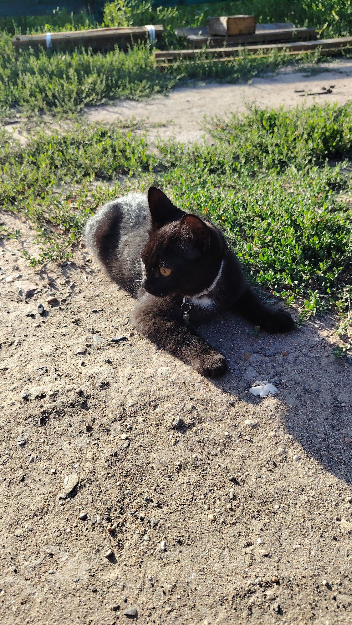 Отдам котёнка, мальчик