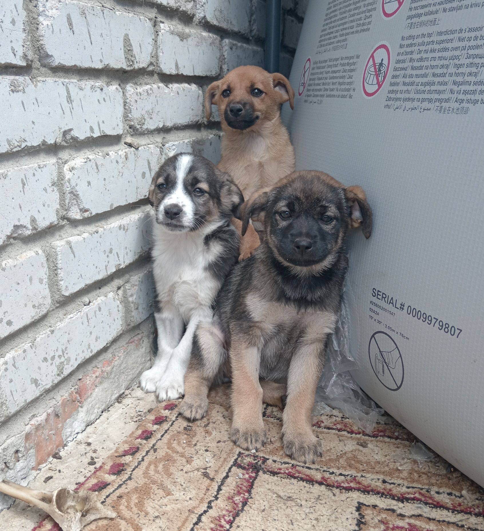 Отдам щенят в добрые руки