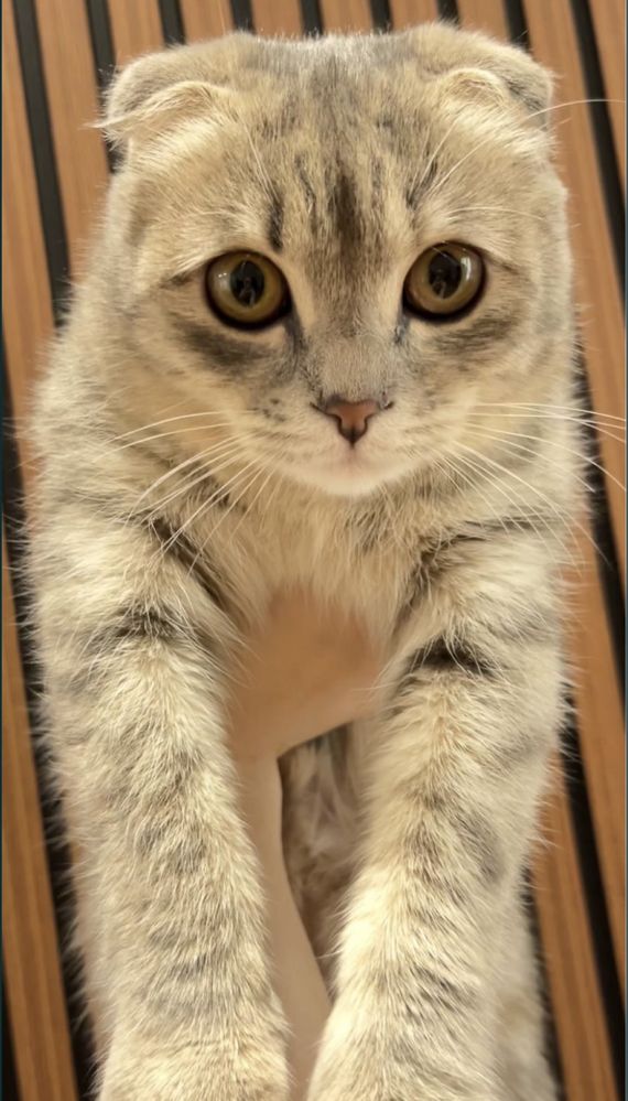 Отдам Шотландскую вислоухую кошку в хорошие руки