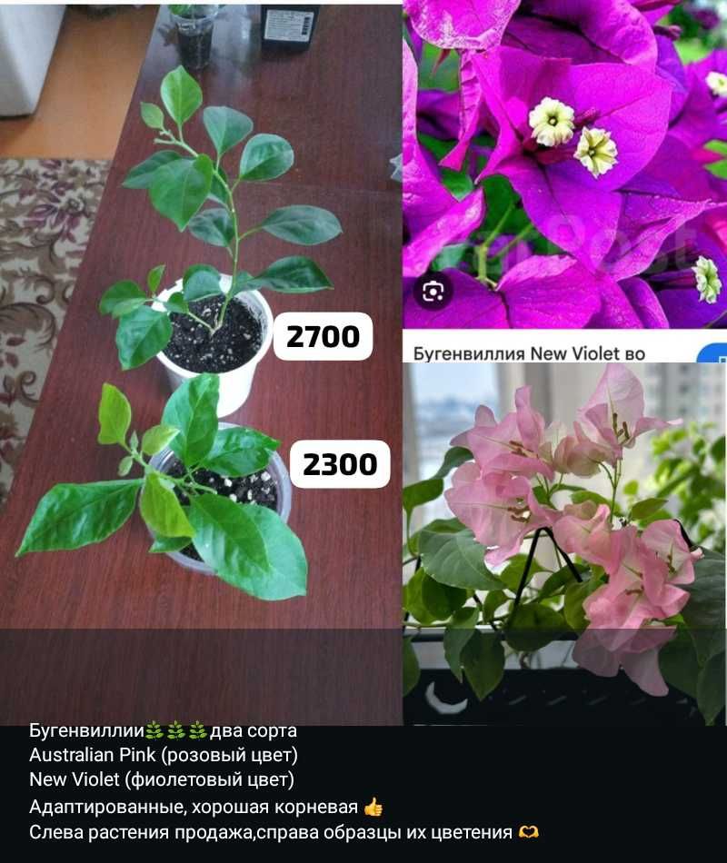 Разные комнатные растения