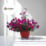 Tidal Wave Ампельные Петунии с подвесным кашпо 5 литров! Nurgan Flower