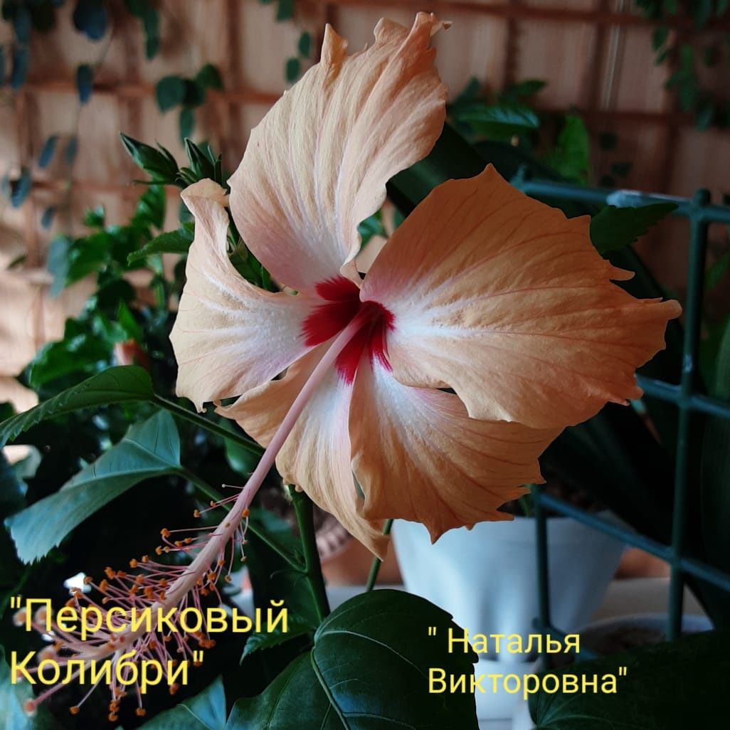 Комнатные цветы Гибискусы сортовые и другие растения