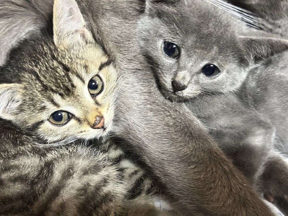 Отдам котят, мальчик и девочка