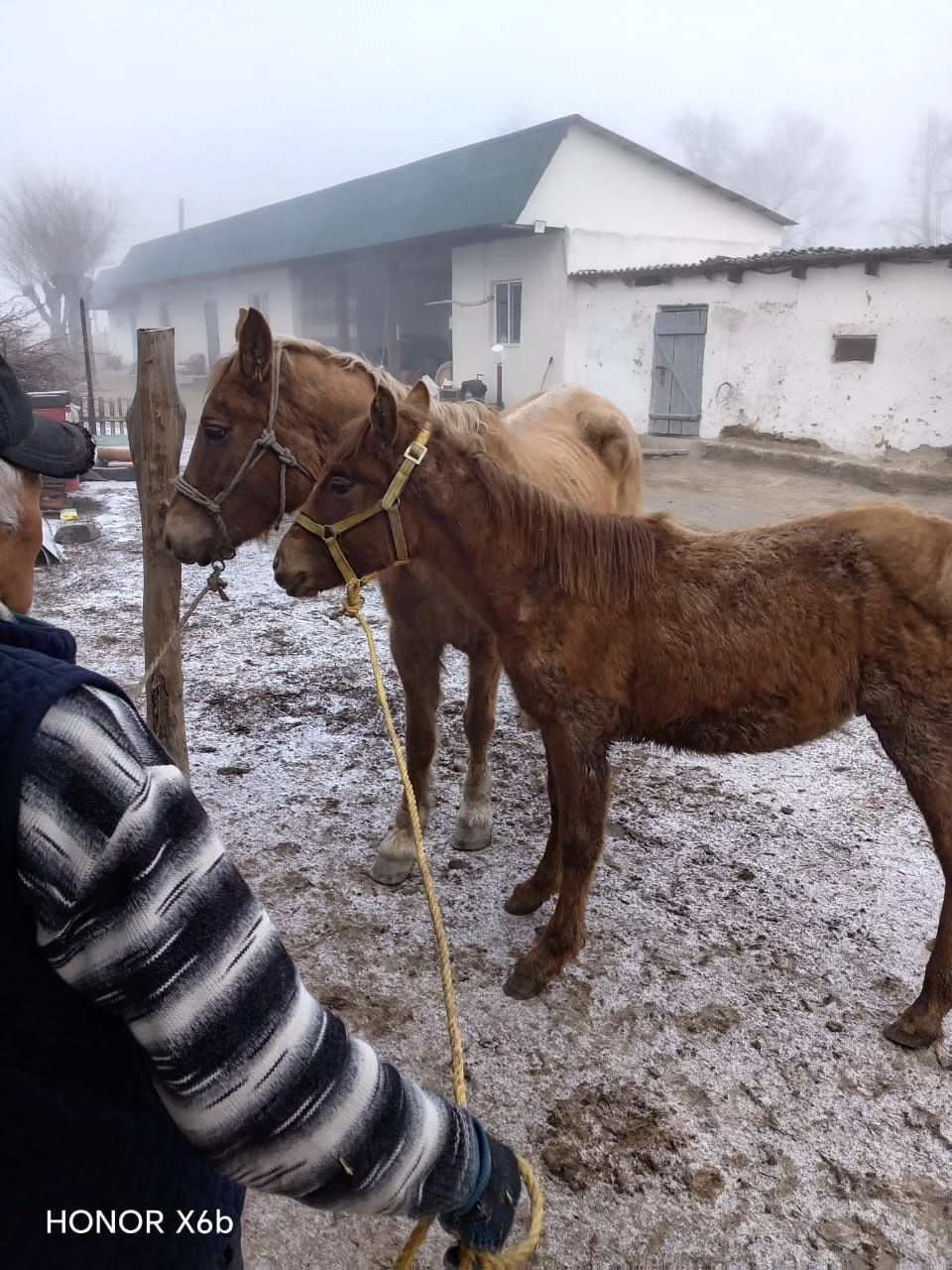 Продам кобыла с жеребёнкам