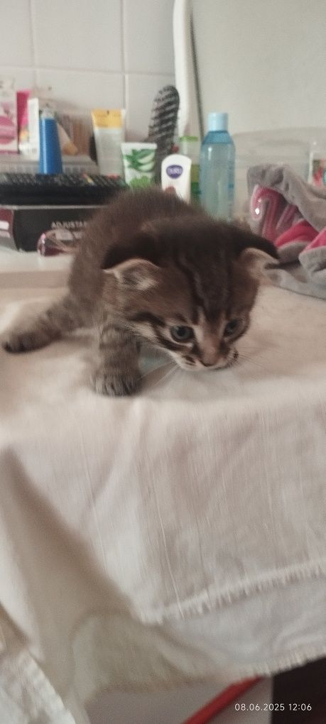 Дарю котят бесплатно