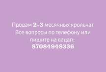 Продам 2-3 месячных крольчат