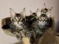Мейн кун   котята