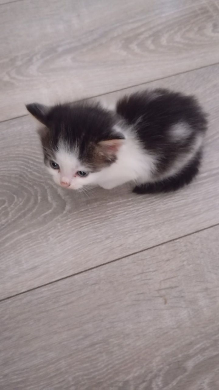 Отдам котят в добрые руки