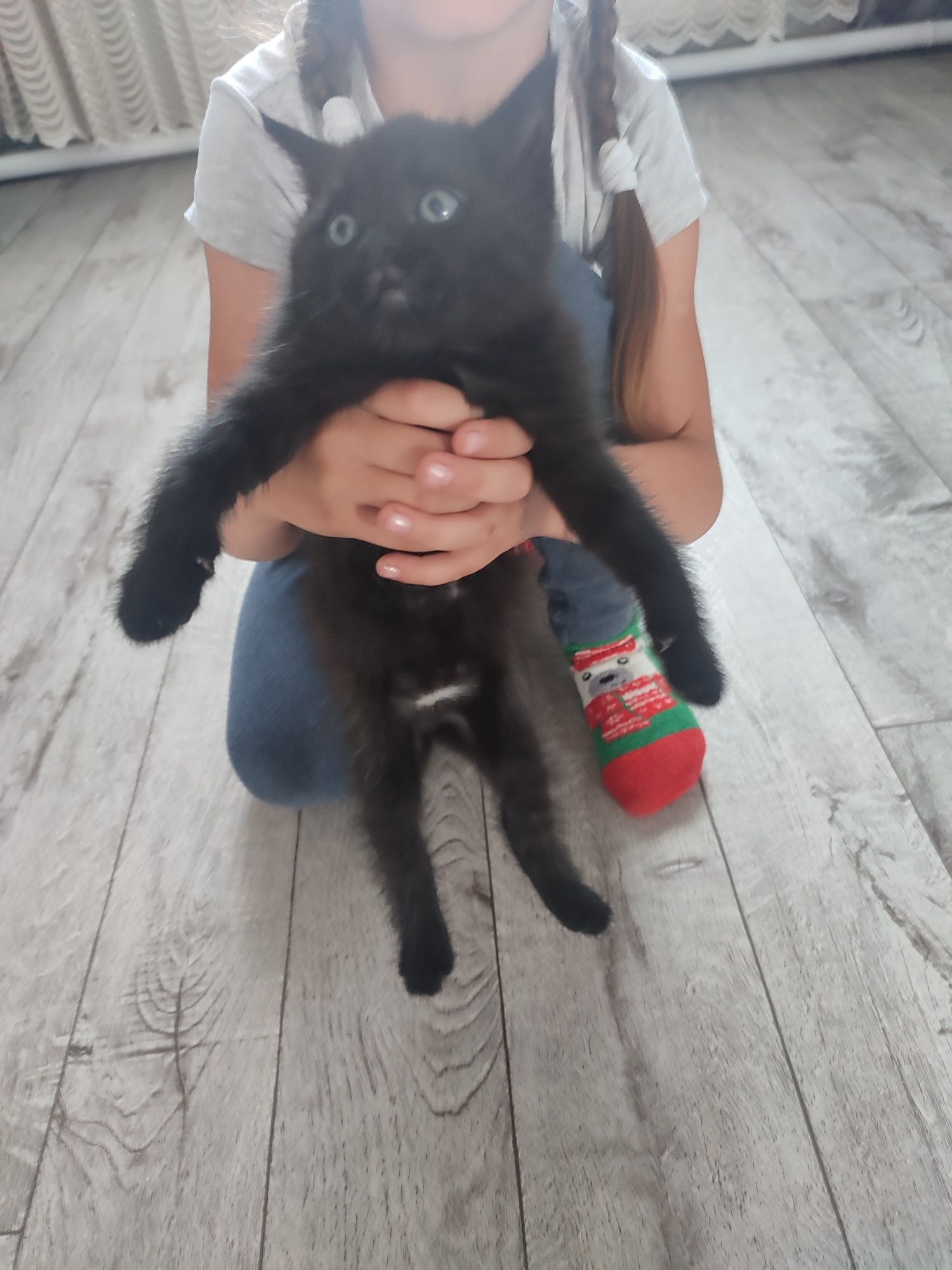 Отдадим котенка девочку в добрые ручки