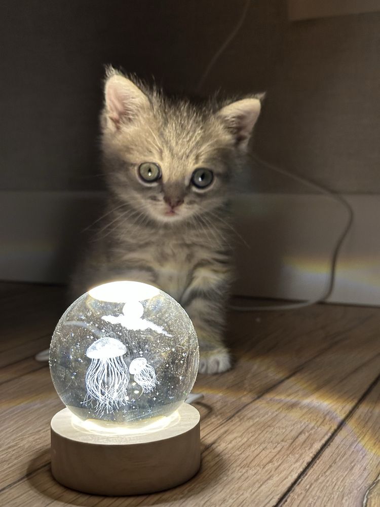 Продается котенок