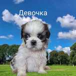 Ши-тцу щенки с документами