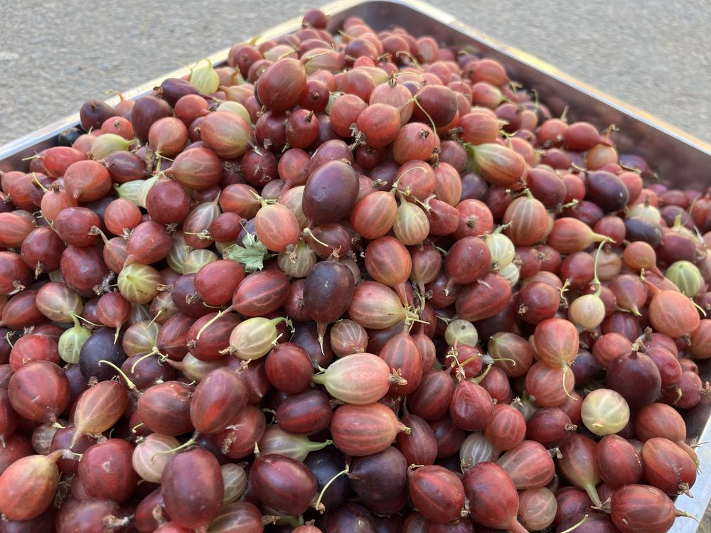 Смородина домашняя чёрная крупная
