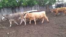 Продам 5 голов бычка