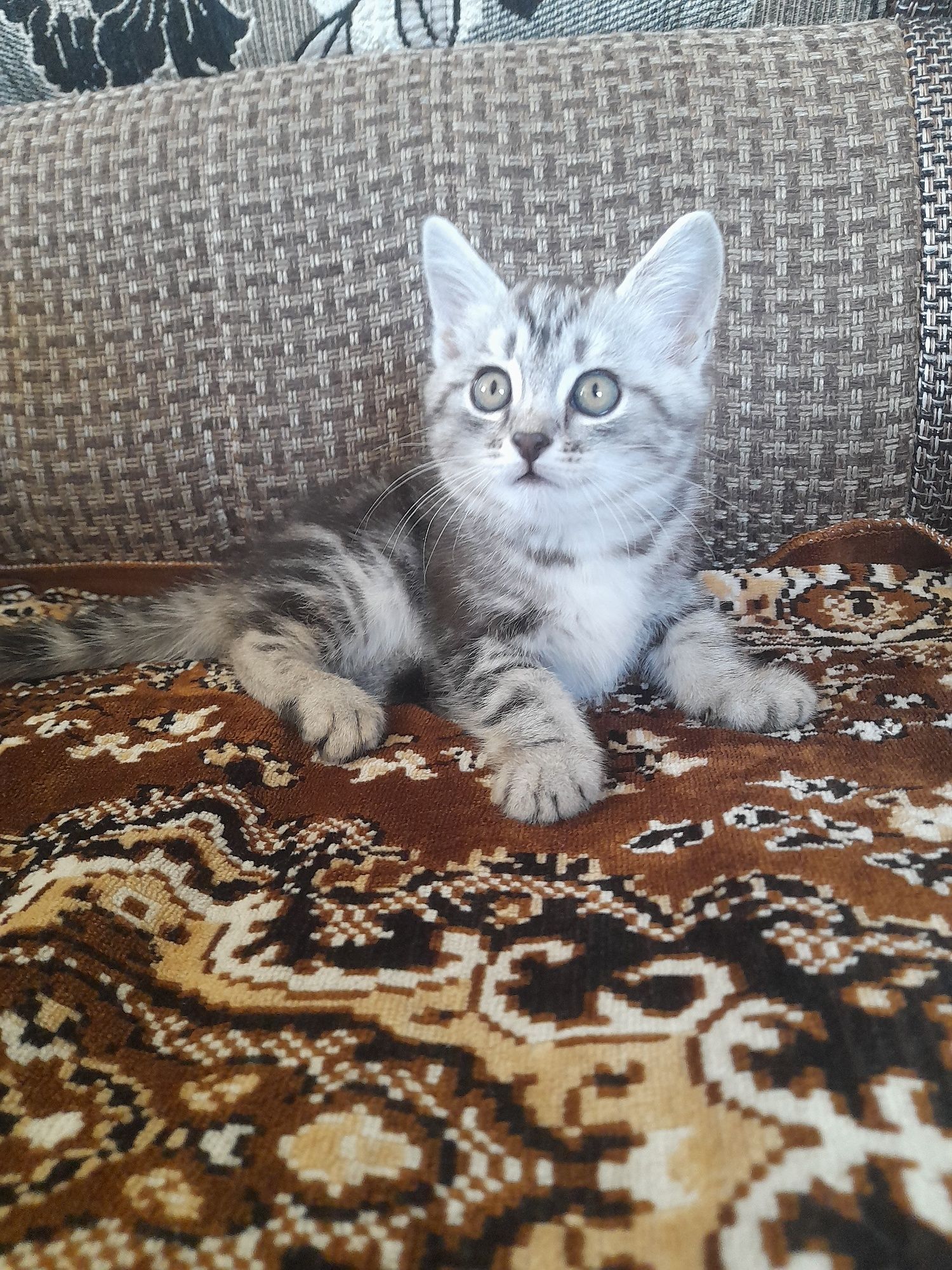 Отдам котёнка девочку