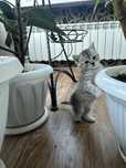 Котята шотландской породы