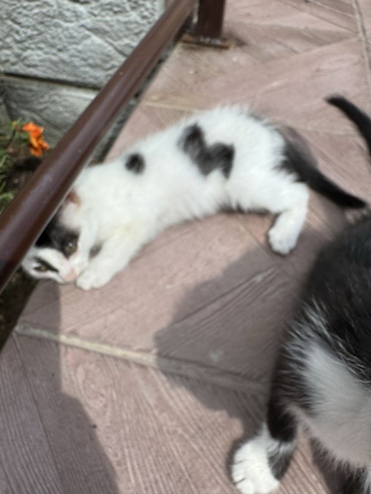 Отдам котят 1,5мес