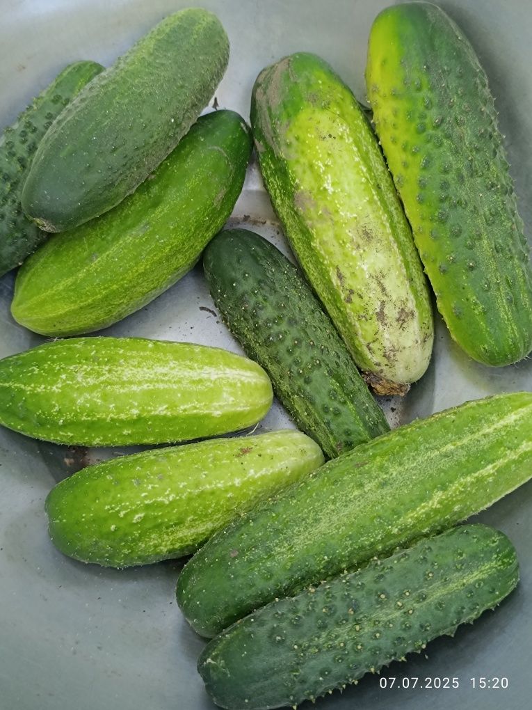 Продам домашние огурцы