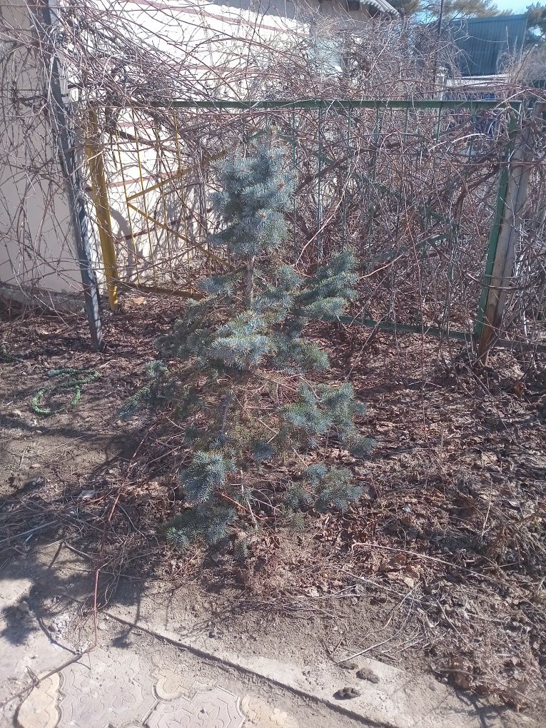 Продам голубой ел  25000 тг высота метр