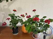 Продам пеларгонию  Андреас Розебуд, королевскую герань
