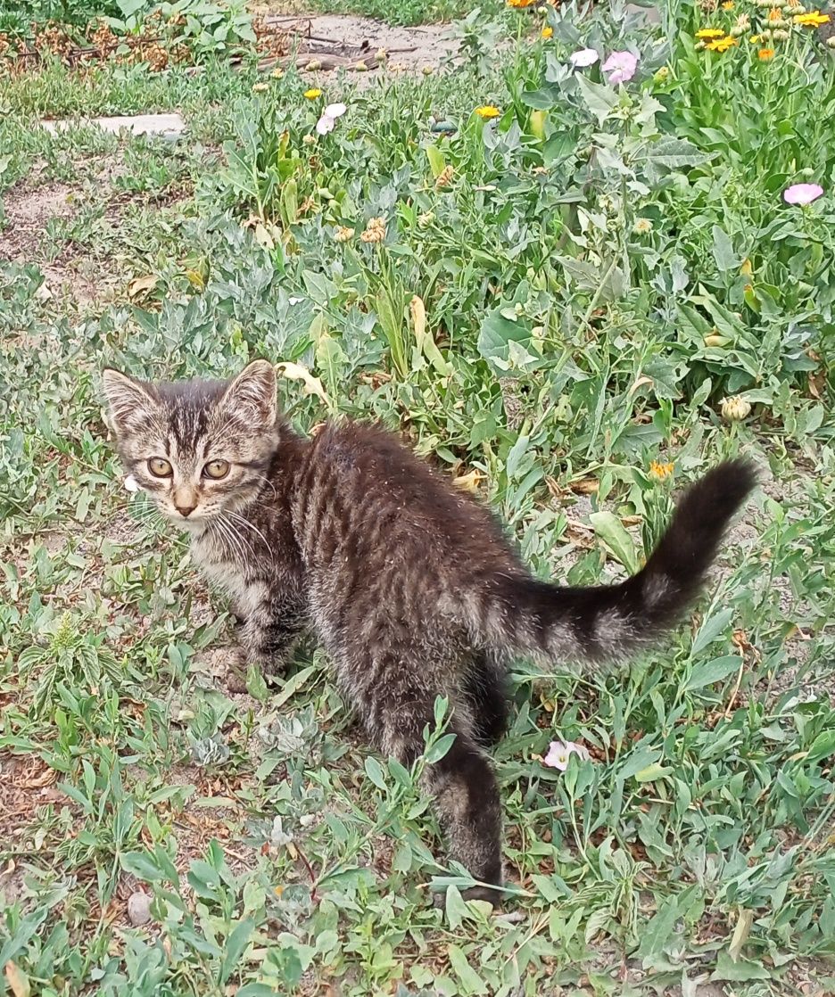 Котята бесплатно,в хорошие руки