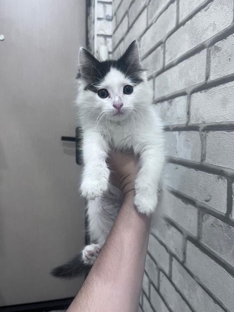 Отдам котенка в хорошие руки