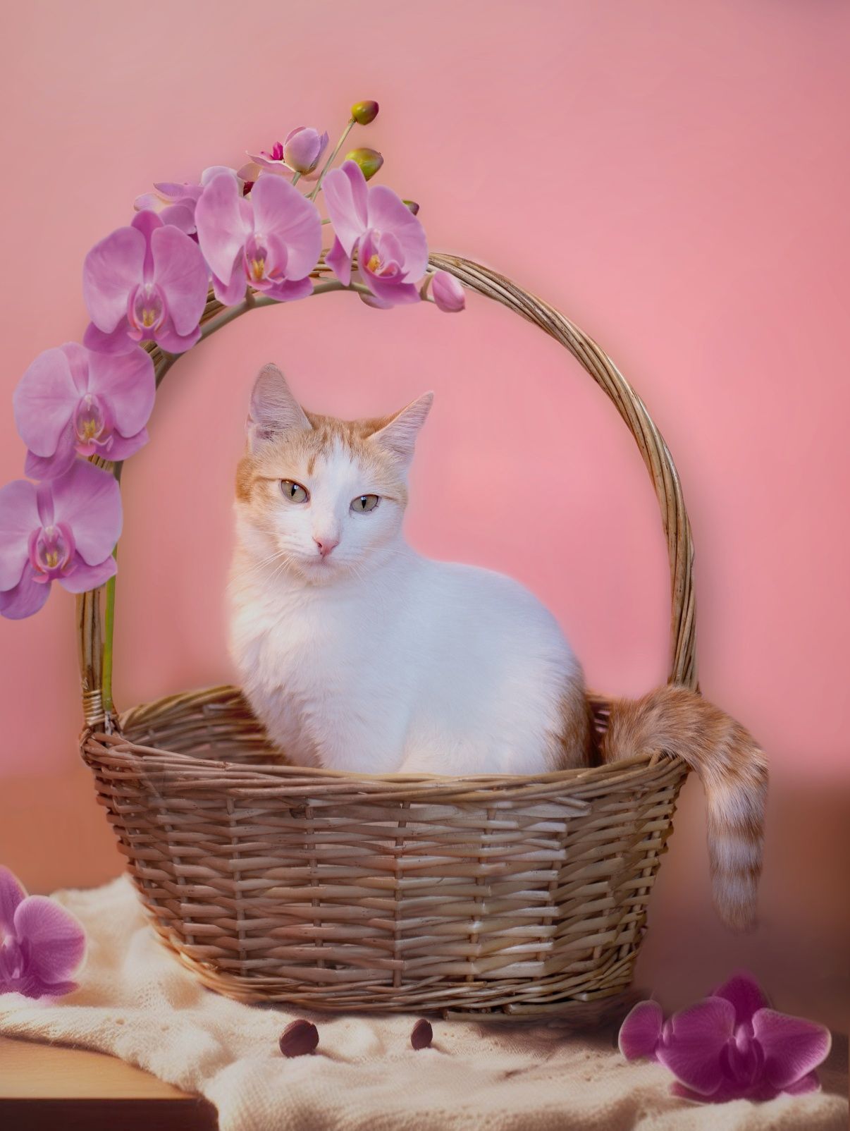 Котики в добрые руки! Кастрированы. Кот, кошка, котенок, котята