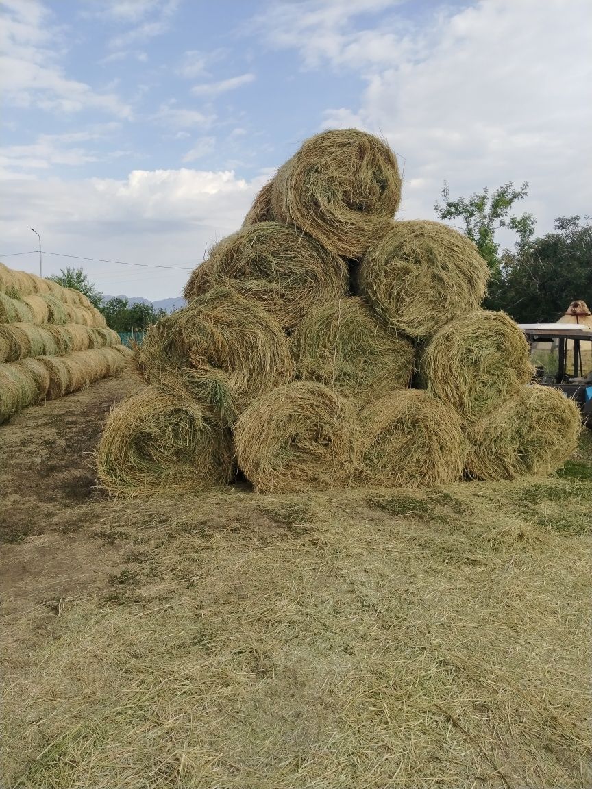 Шөп жоңышқа еспорцет рулондалған сатылымда бар