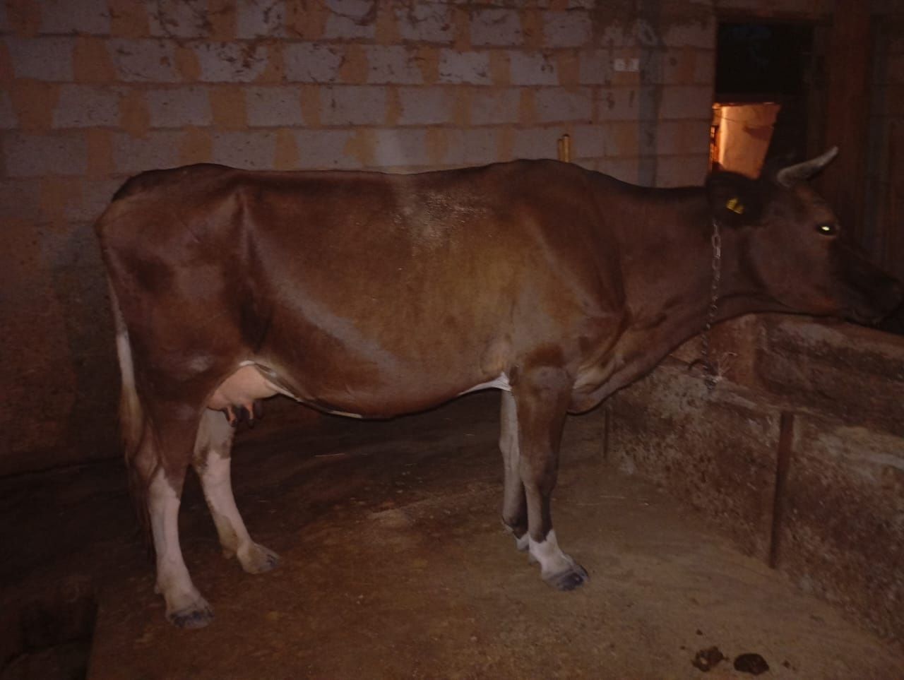 Продам корову молочную , стельная