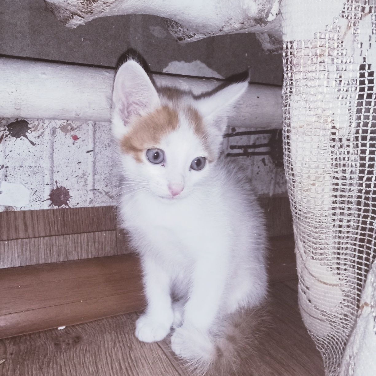 Котята рыжа белые