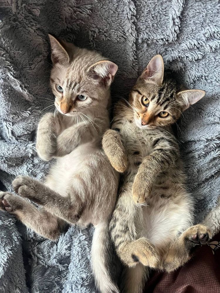Отдам котят в добрые руки