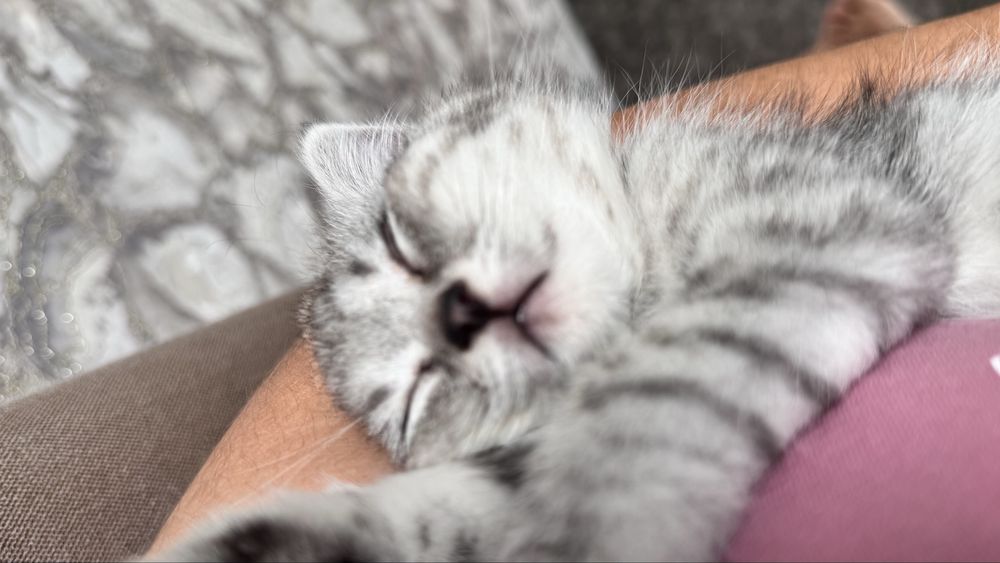 Отдам девочку кошечку