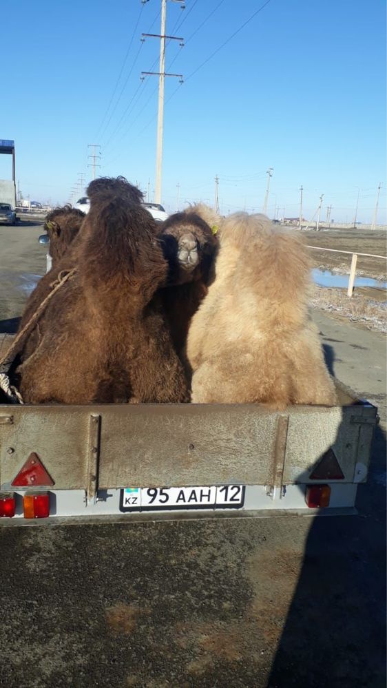 Акция  Каспий Жума 0/0/24!!Болип Толеу!Прицепы Кульсары