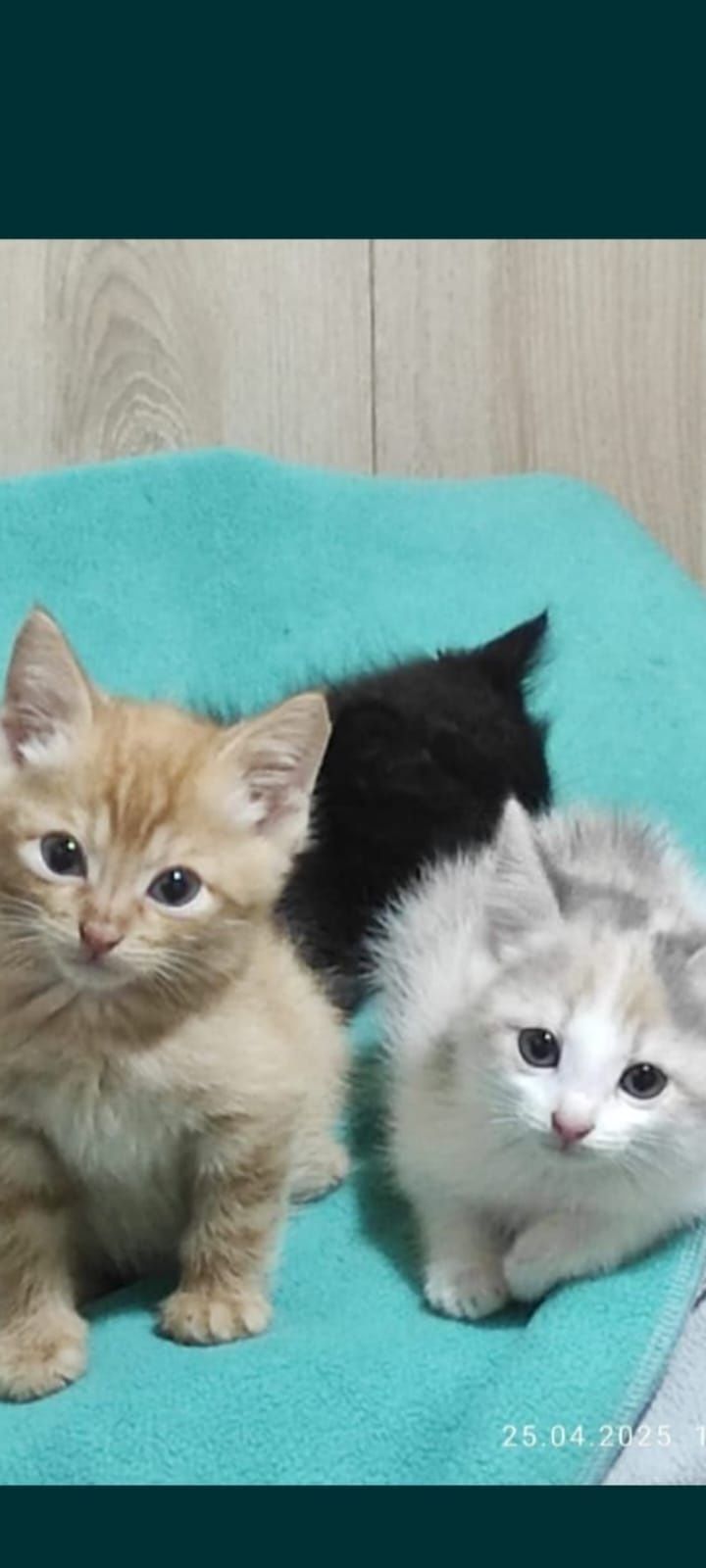 Котята в добрые руки