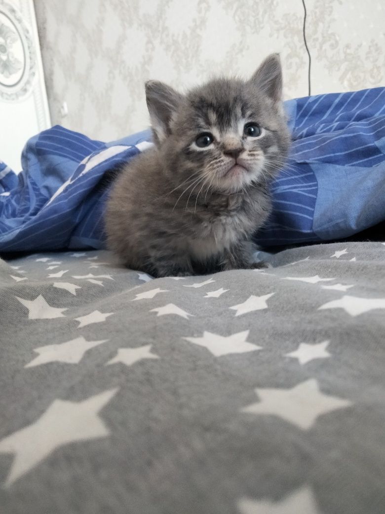 Котёнок маленький