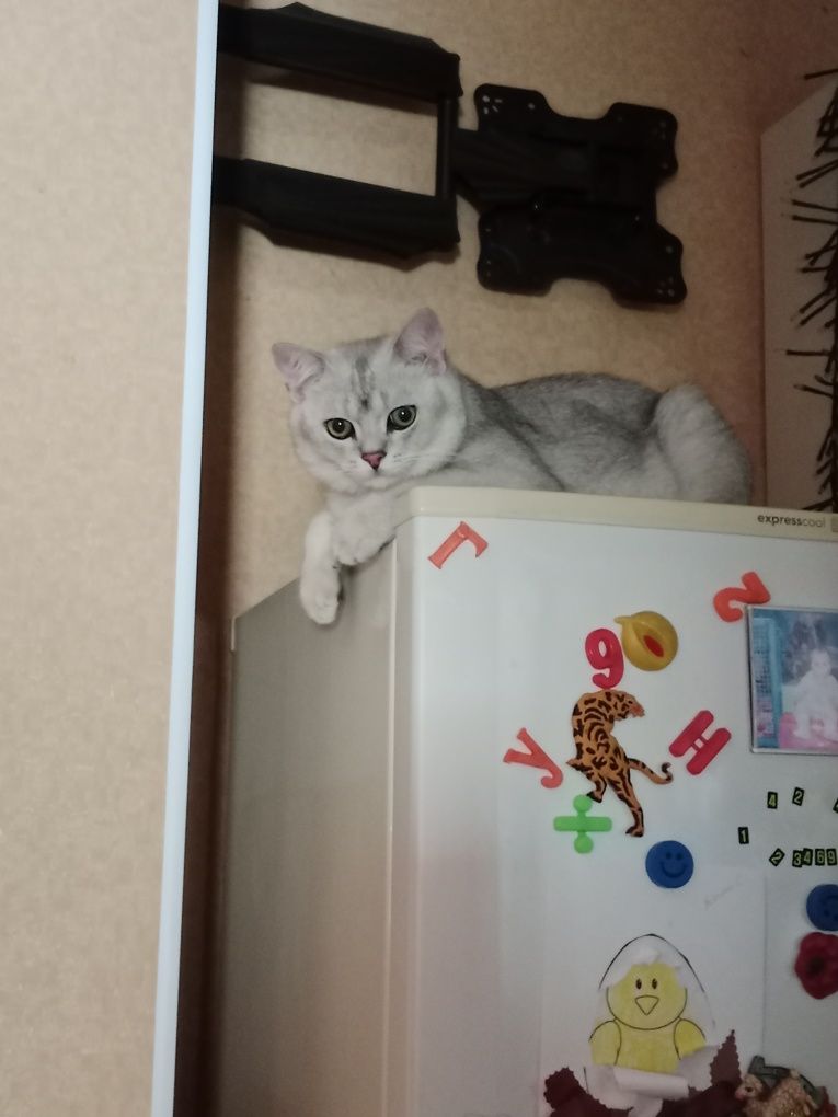 Кот Британец на вязку.