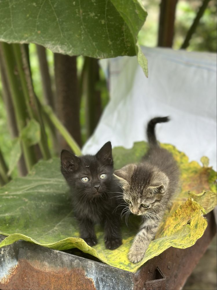 Отдам котят в добрые руки