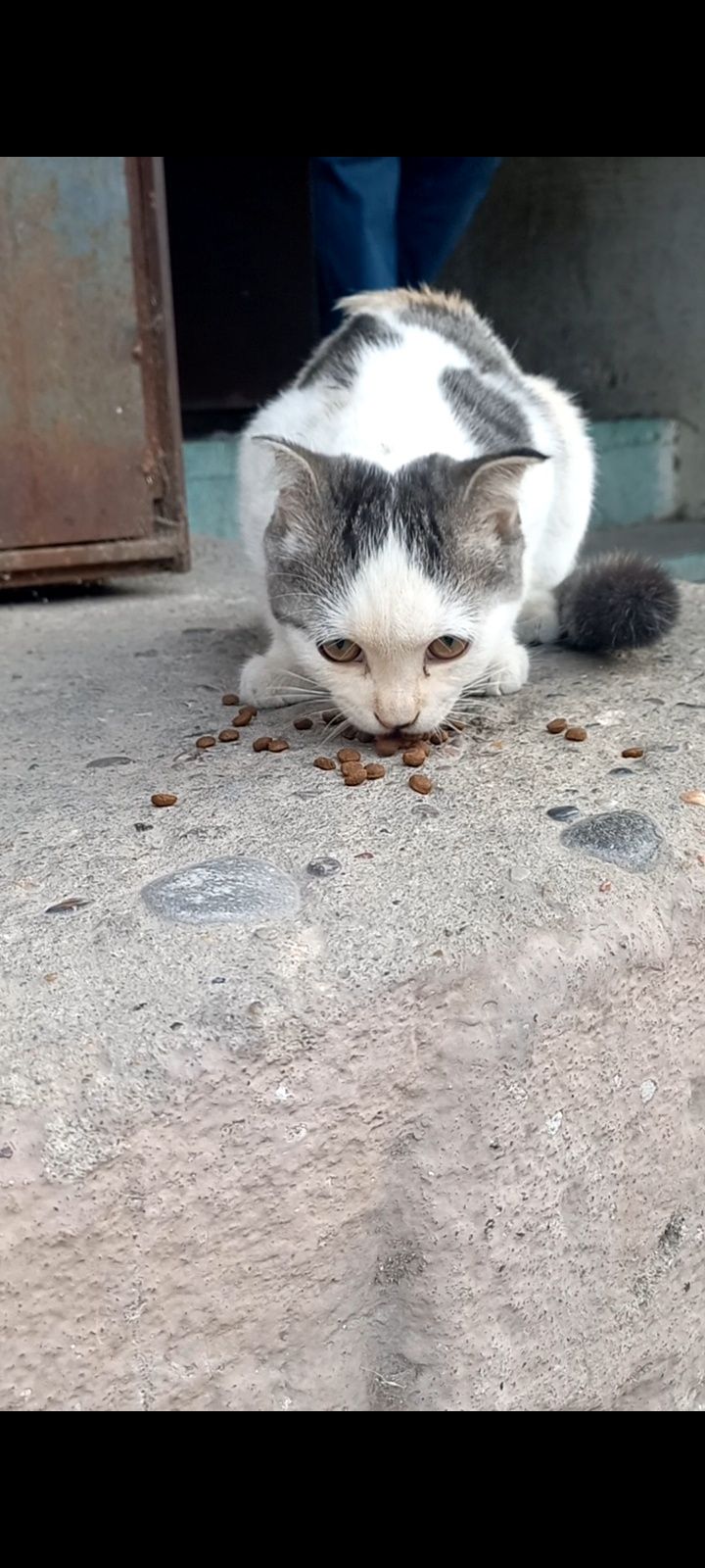 Вислоухая белая кошка