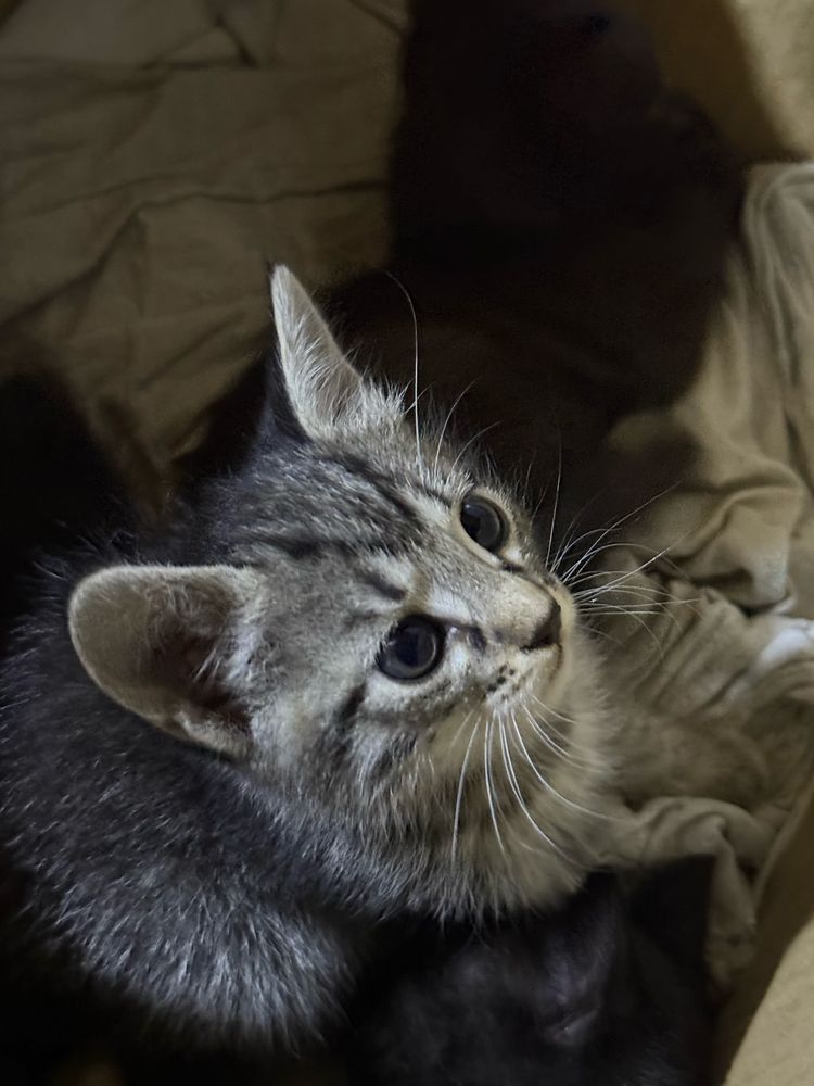 Котики,кошки за 1200тг