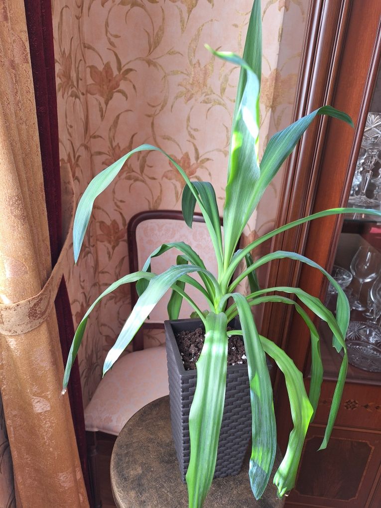 Юкка цветы  продам.