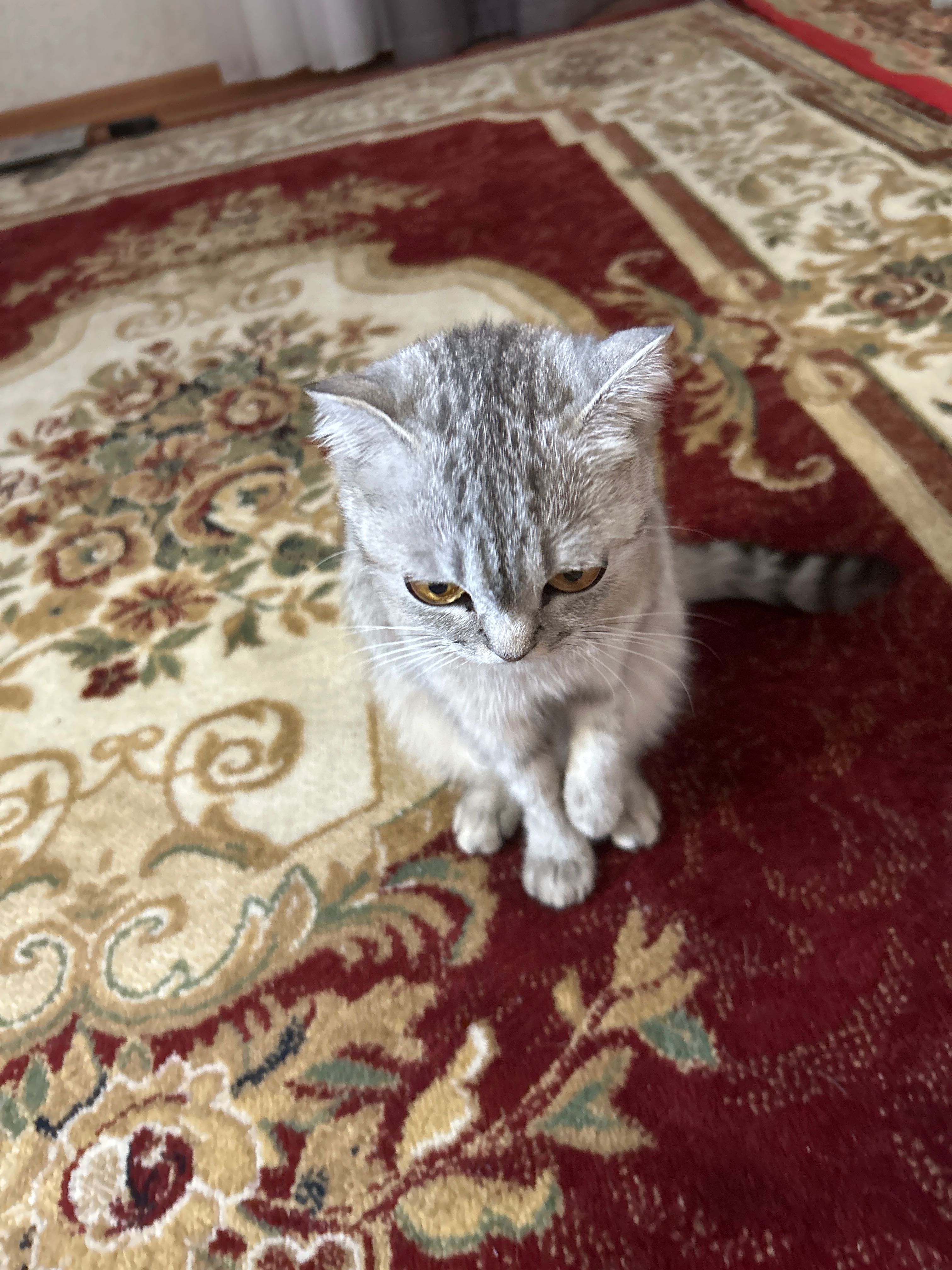 Продается шотландская кошка