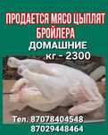 Мясо домашних бройлерных цыплят